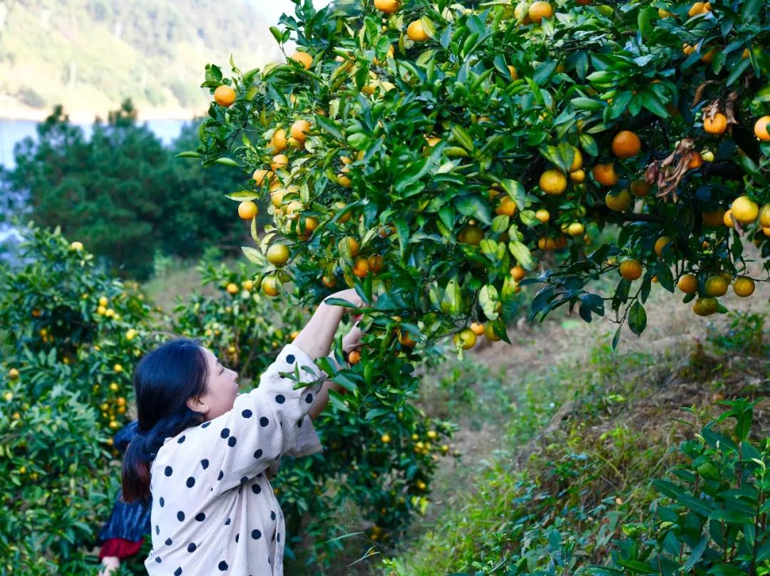 “blingbling”,黄得可爱的橘子可以从8月摘到来年2月!淳安中联村:临湖民宿处女地,甜甜蜜蜜看湖景