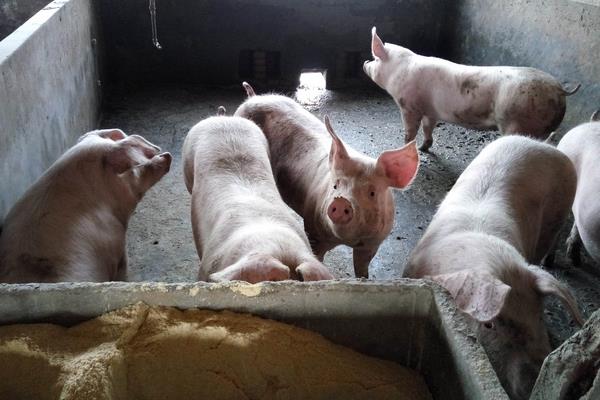 猪场催肥最好的方法,育肥猪催肥秘方