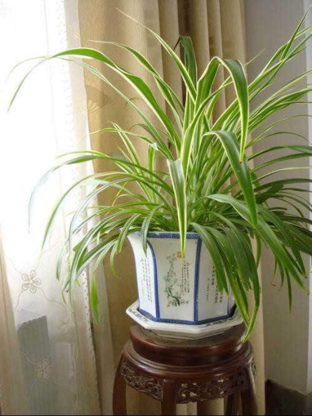 植物吸甲醛的正确方法,植物吸甲醛排行榜前十名