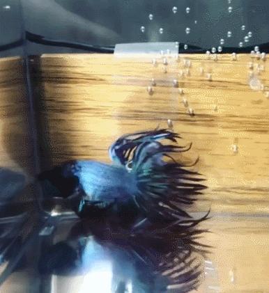 外国女子救下崩溃男子,外国女生救斗鱼