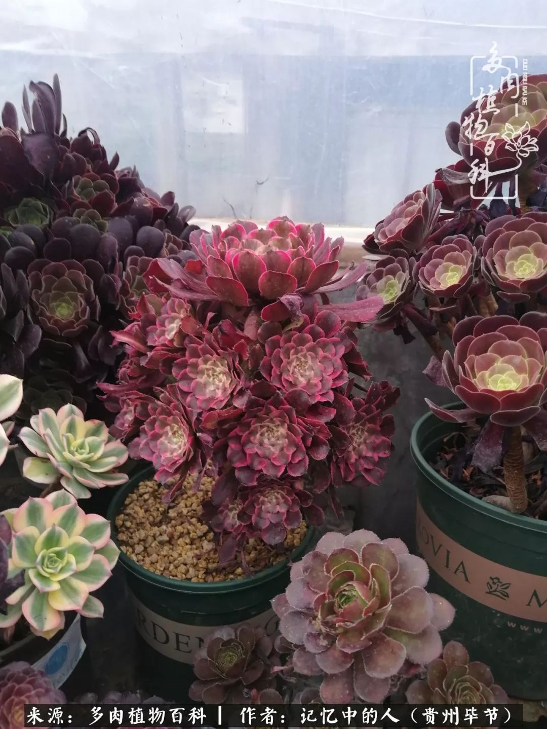 我心中的玫瑰原唱,我心中的玫瑰全部歌曲