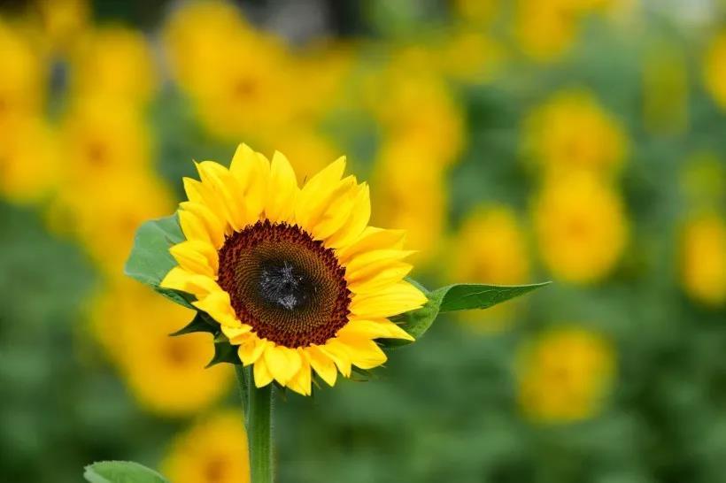 盛夏特约|金色螳螂川徒步笔架山赏向日葵花海