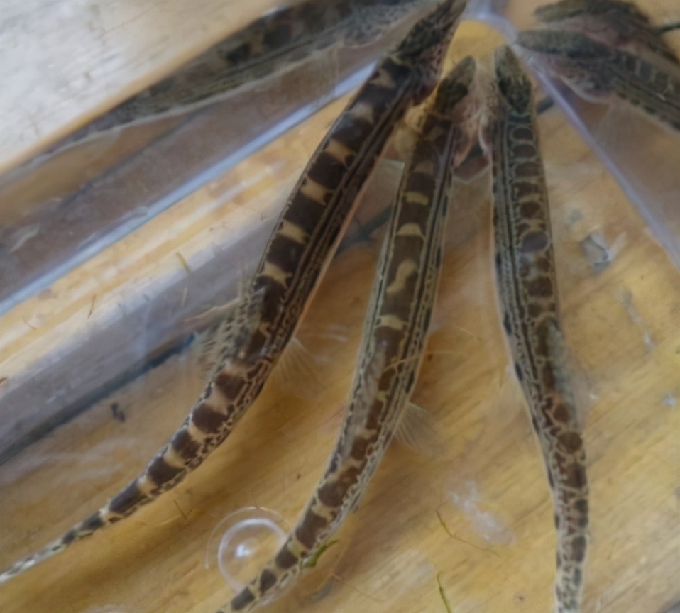 稀奇鱼类绿色泥鳅,长江稀有泥鳅