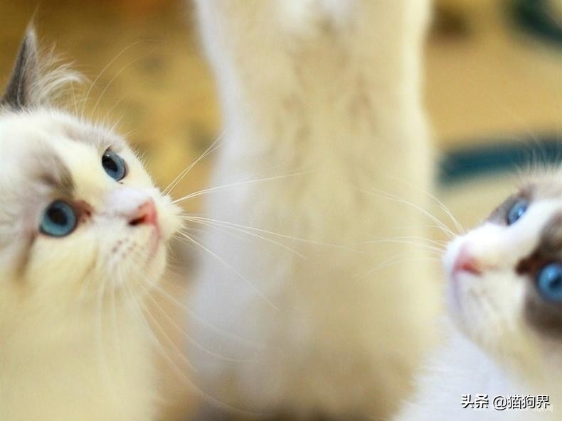 猫咪为什么流口水怎么解决,猫咪打喷嚏流鼻涕流口水吃什么药