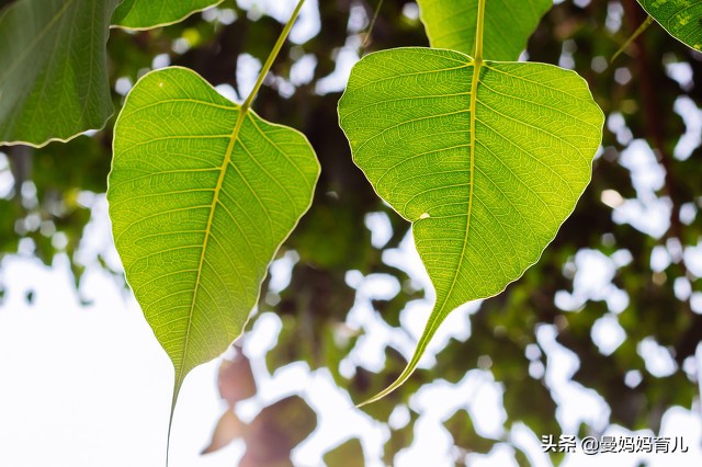 菩提树下的微笑,菩提树下微笑