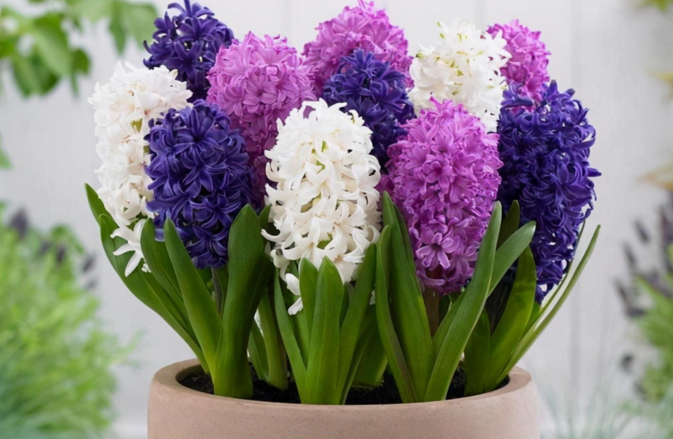 养花旺季春天，作为园艺新人，该怎么正确使用白醋、大蒜？