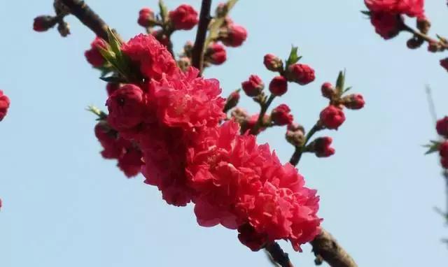 天津除了桃花堤哪里还有桃花,天津看桃花的北运河桃花堤