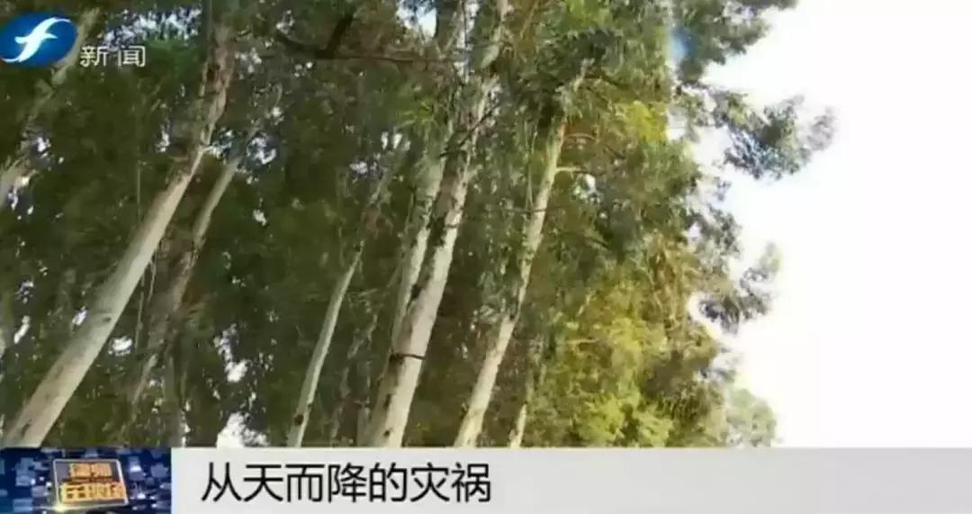 好险|大爷公园散步，硕大枝条垂直戳下，再偏毫厘后果不敢想！