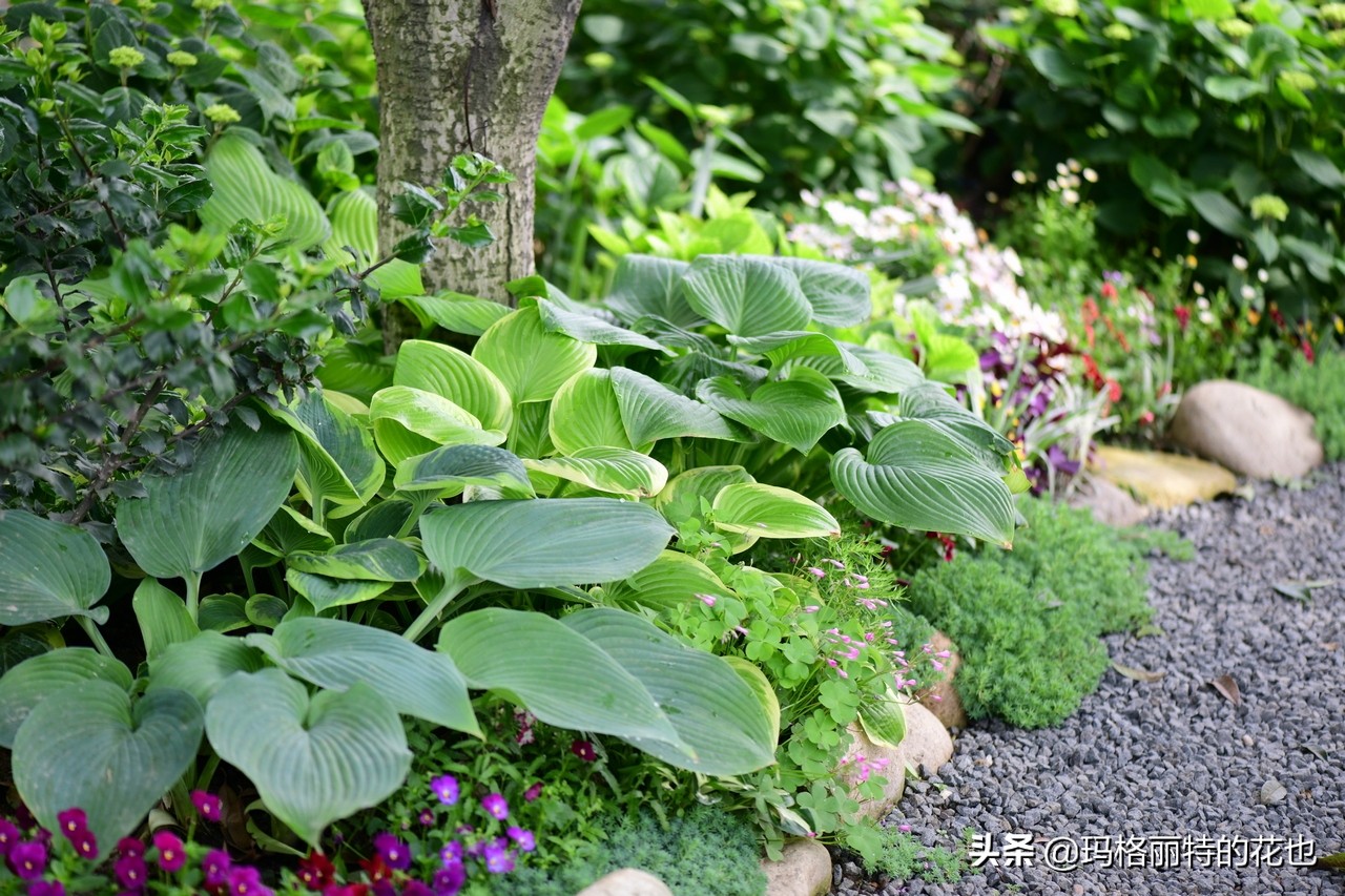 河马花园植物大全,荷马花园的月季