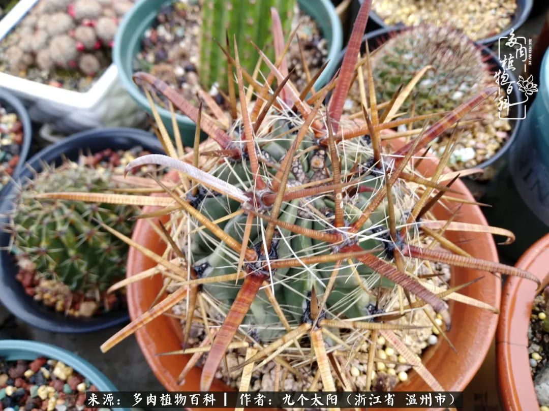 景天、球和龙舌兰，只要是多肉，都喜爱