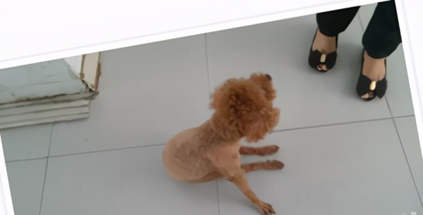 那些年我曾经养过的小狗,那些年我曾经养过的狗