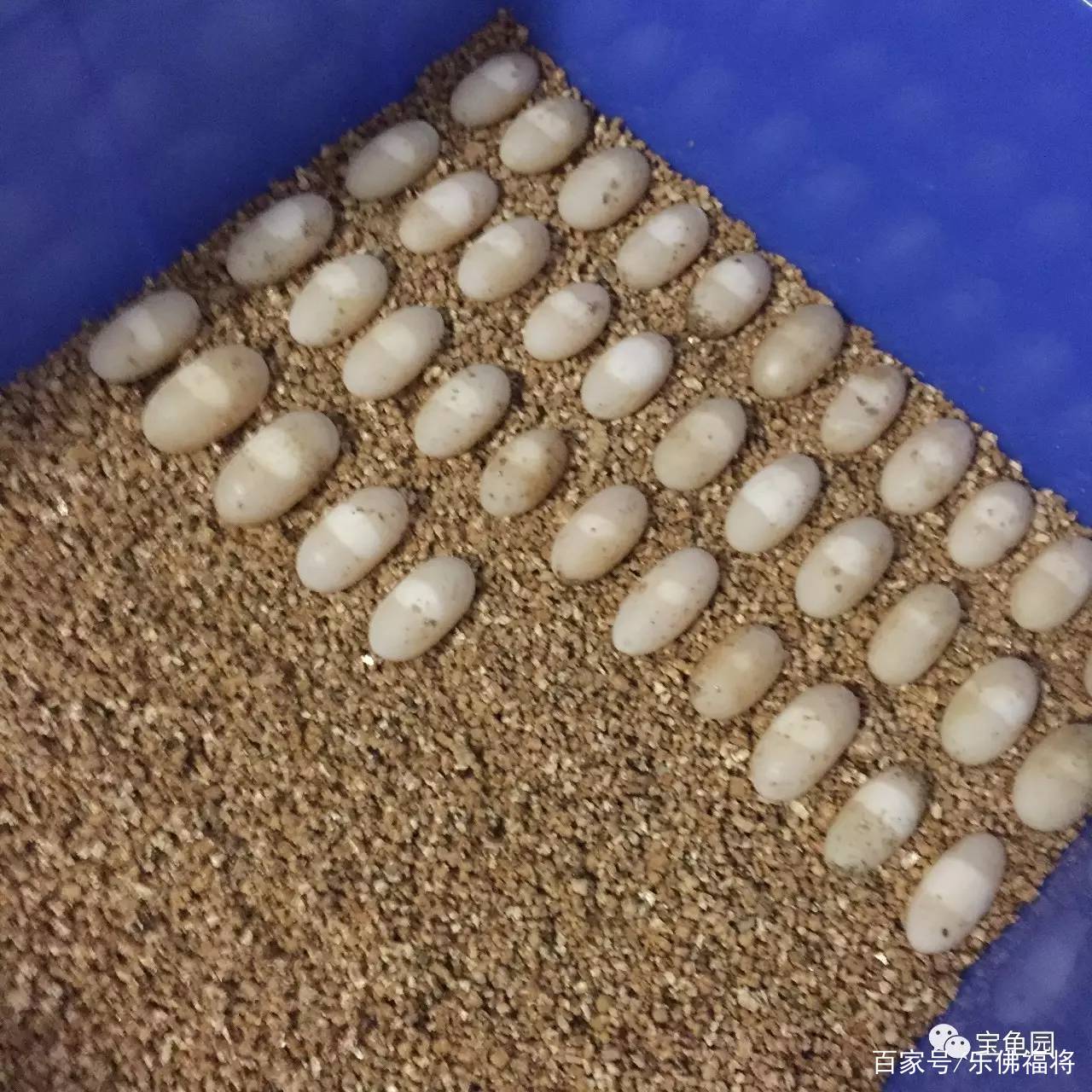 小乌龟的成长记,小乌龟的饲养日记