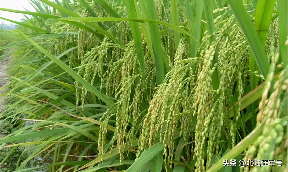 中国的最新科技创新成就,中国科技创新的新成就