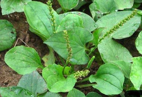 农村常见的一种野草,农村常见的一种野草竟然可以吃