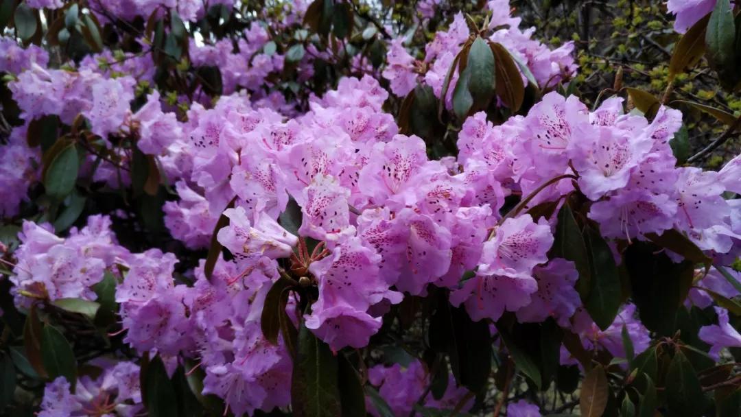 适合新手的人生第一座雪山,人生中的第一座雪山应该爬哪里