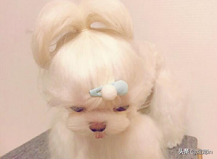 家里的狗狗拉肚子了怎么办,狗狗积食得了细小怎么办