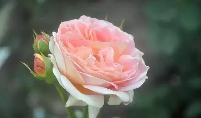 100种玫瑰品种图鉴大全,100种玫瑰品种图解