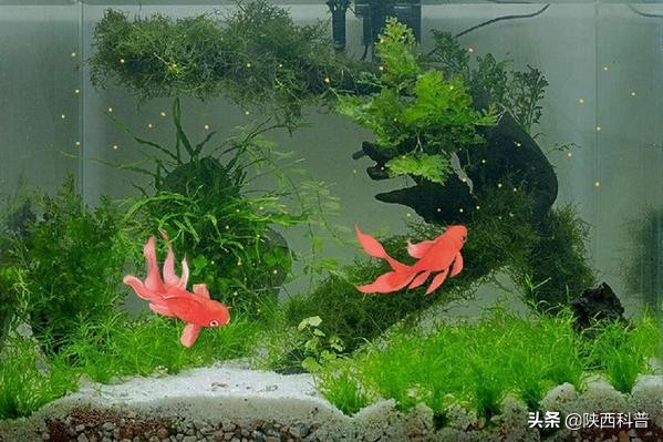 金鱼喂食太多会撑死吗,金鱼怎么喂食不撑死