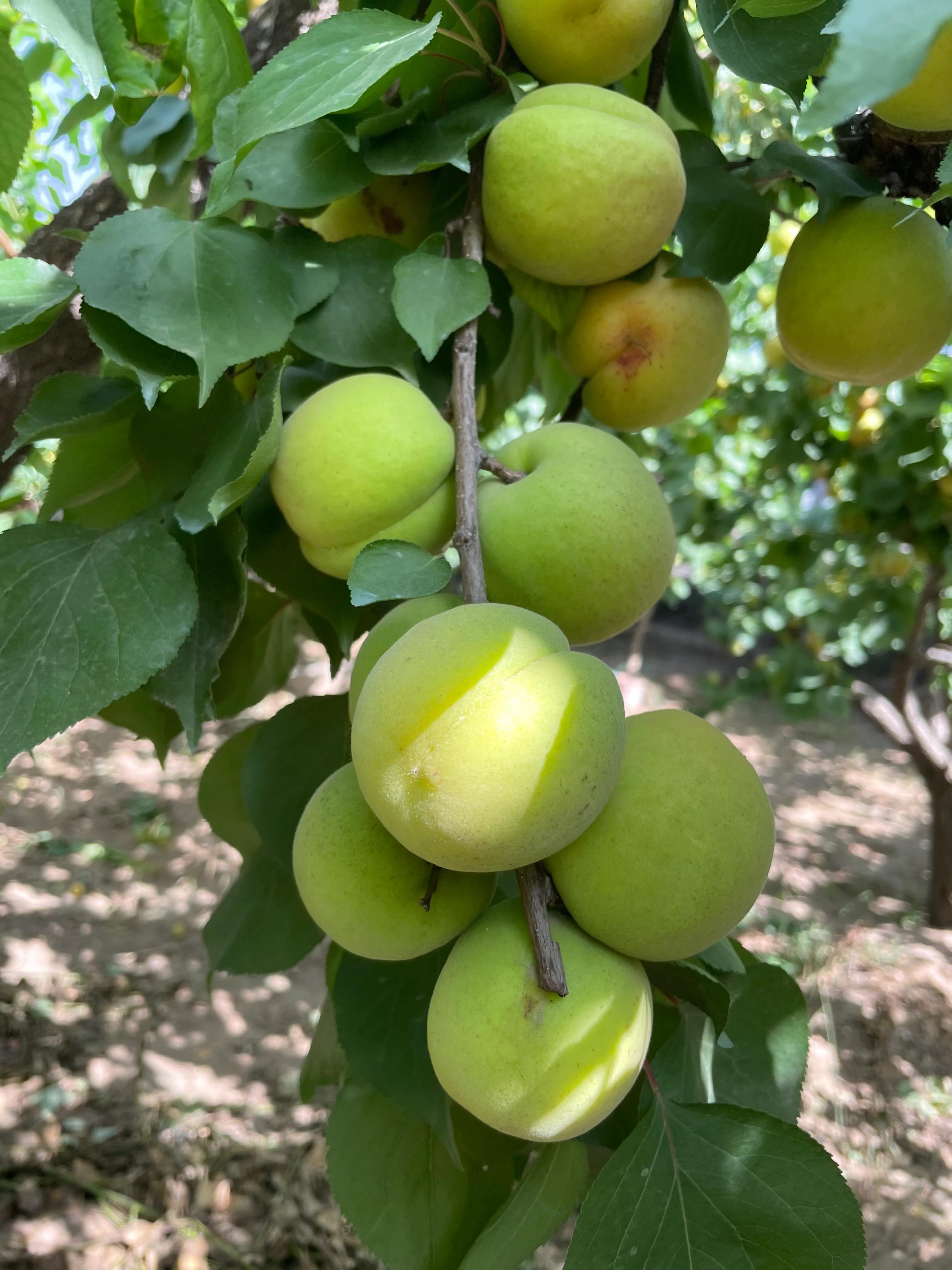 杏子核的营养价值,杏子降血压