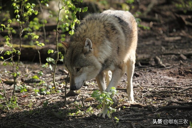 孤单一人在野外遇到狼，要利用狼弱点，才能幸免伤害，有机会逃脱