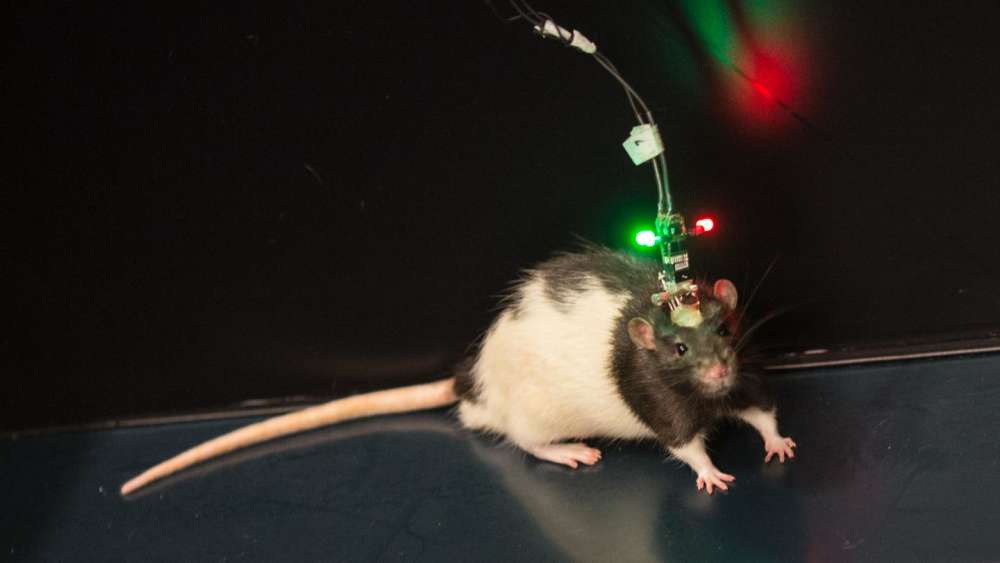 医学知识脑部,医学知识多怎么记忆