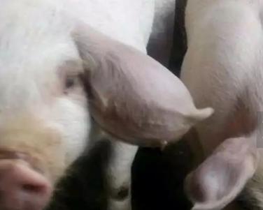 猪耳廓增厚或肿胀是什么引起的？该从哪方面防控和治疗？