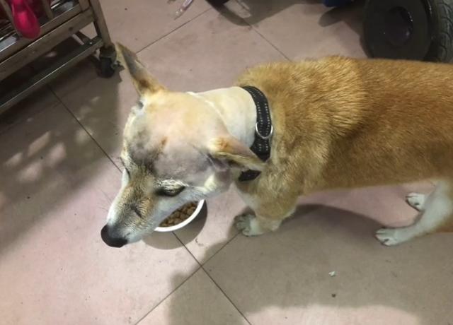 粘鼠板粘到狗身上怎么办,粘鼠胶粘到狗