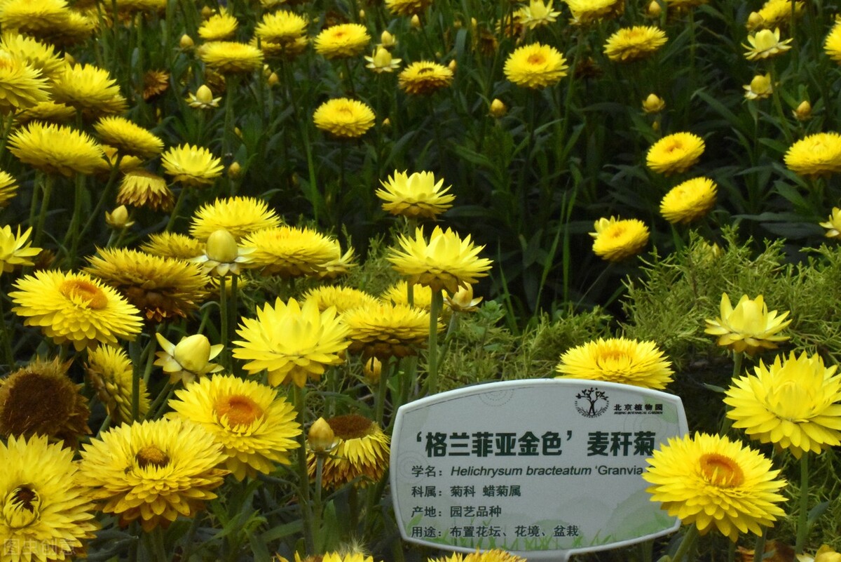 重阳节赏菊花的介绍,赏菊打卡好去处