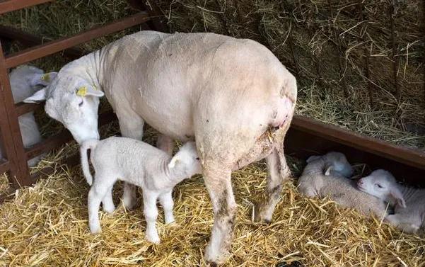 养殖母羊的经济效益,养殖母羊拉稀屎咋办