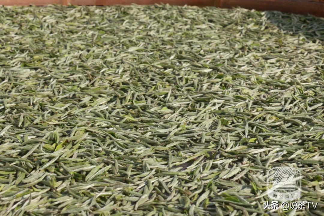 福鼎白茶还有“十不采”规定?让我们去河山有机茶园一探究竟