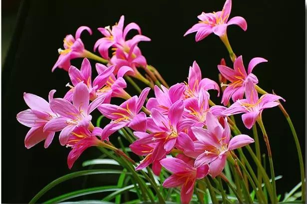 韭兰在北方冬天可以开花吗,韭兰从种球到开花需要多久