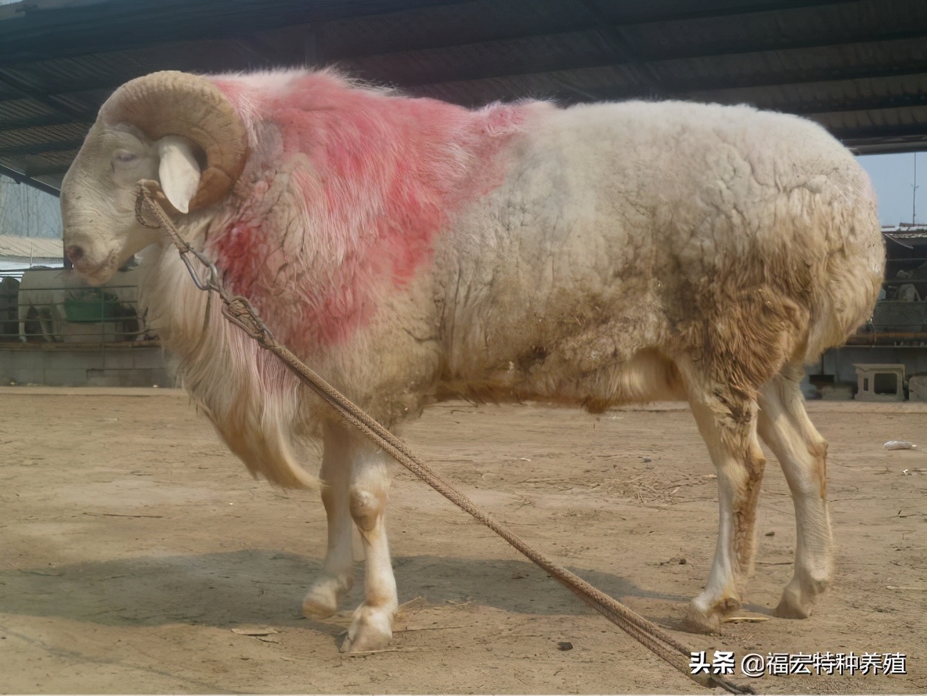 小尾寒羊基础母羊养殖方法,小尾寒羊养羊技术与管理方法