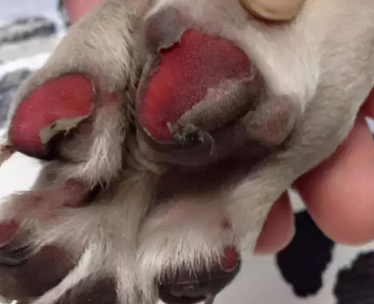 狗狗一天遛几遍为好不拉屎,狗一般一天遛狗几次