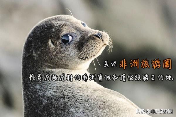 非洲大陆各国的语言特征