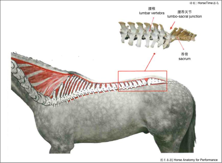 中轴骨和四轴骨,中轴脊柱