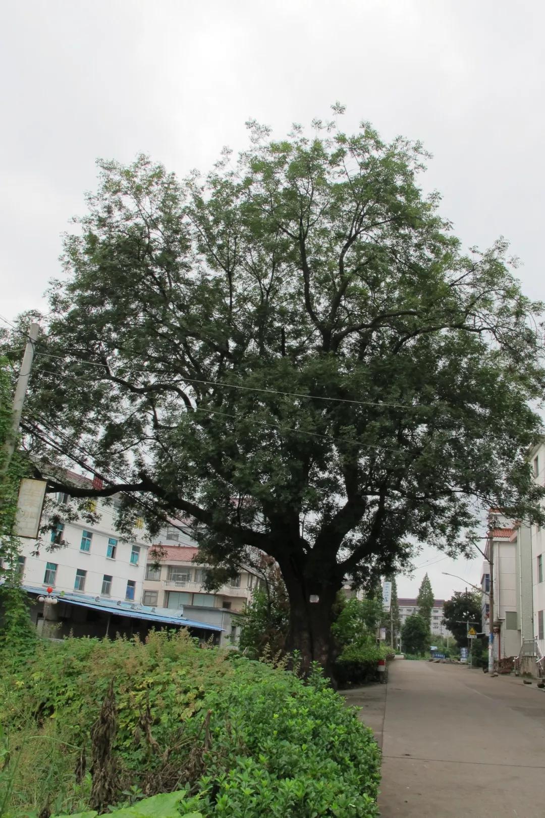 东阳市白坦村古建筑历史文化！我们一起去看看吧