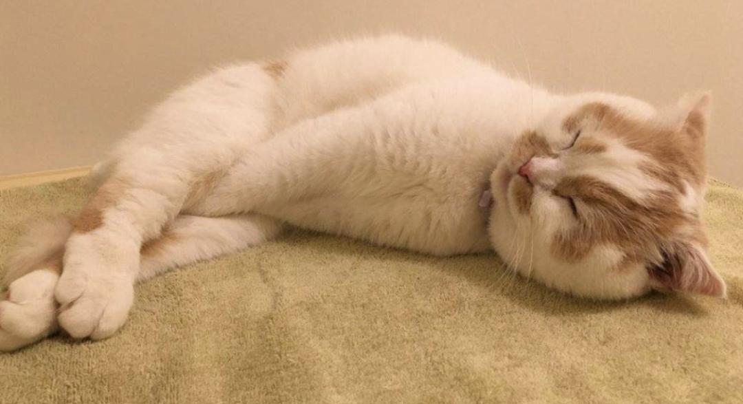 新加坡封城1个月宅在家的我们，竟活成了这个“鬼”样子