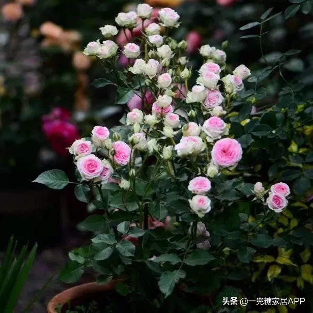 春天花会开|这20家植物淘宝店，植物杀手看了也想买！