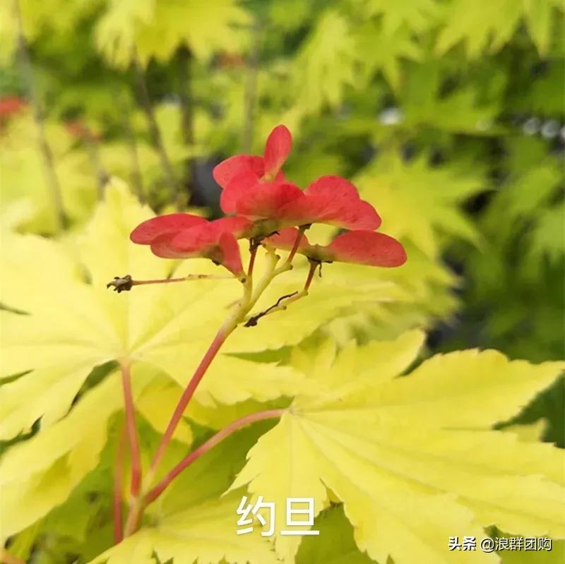 中式庭院藤类植物,枫树和紫藤