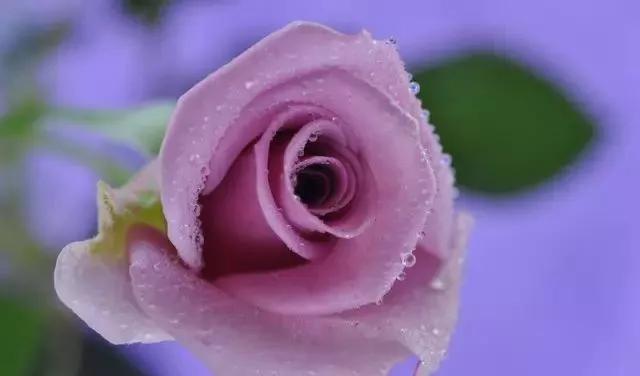 每天学习一点点——100种玫瑰品种科普