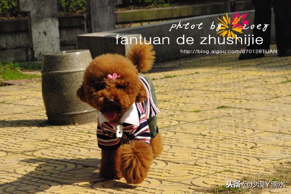 比尼熊狗狗价格,阿拉斯加狗狗价格