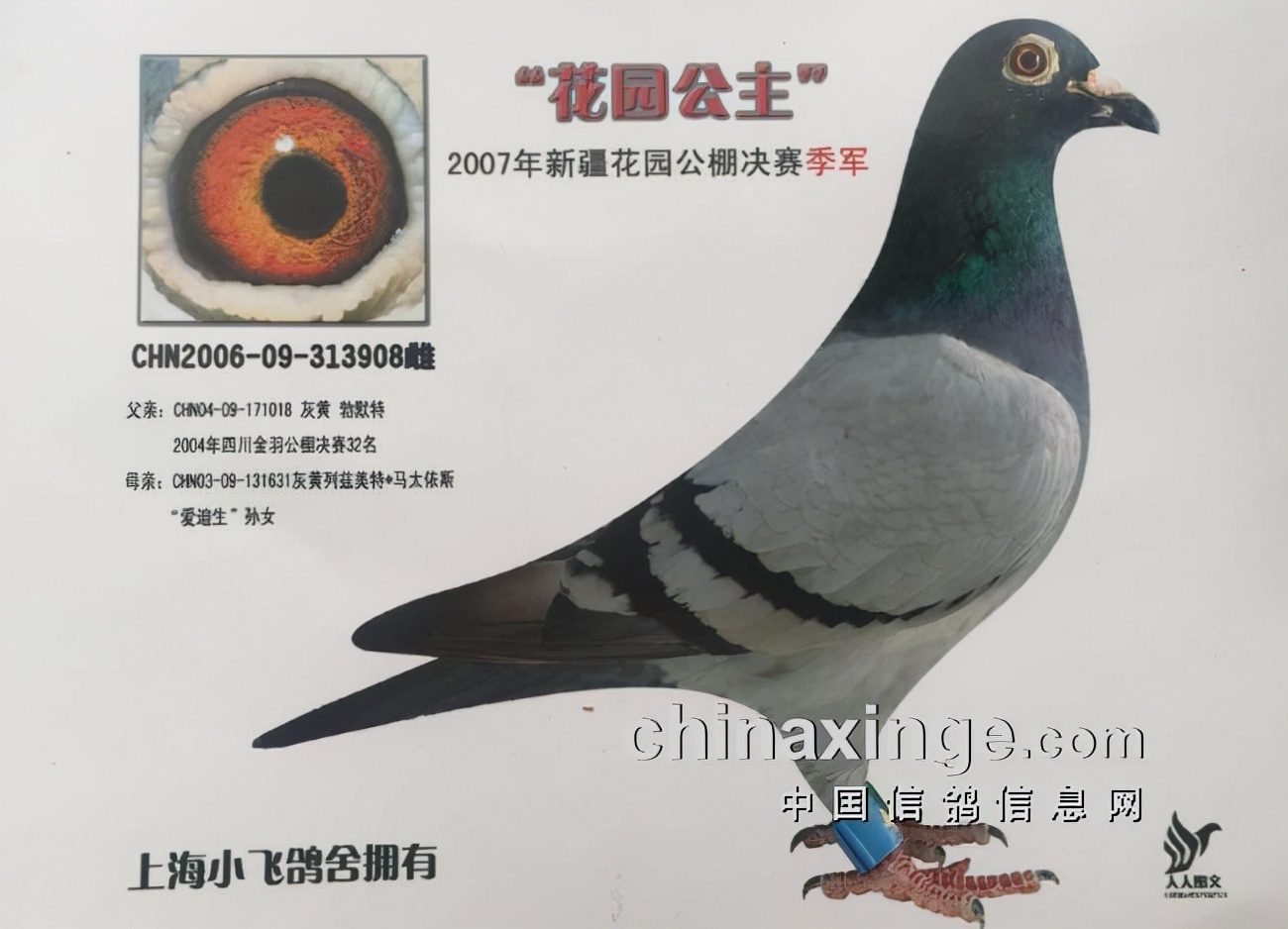 上海七旬老将的光耀：超远程结硕果公棚斩佳绩