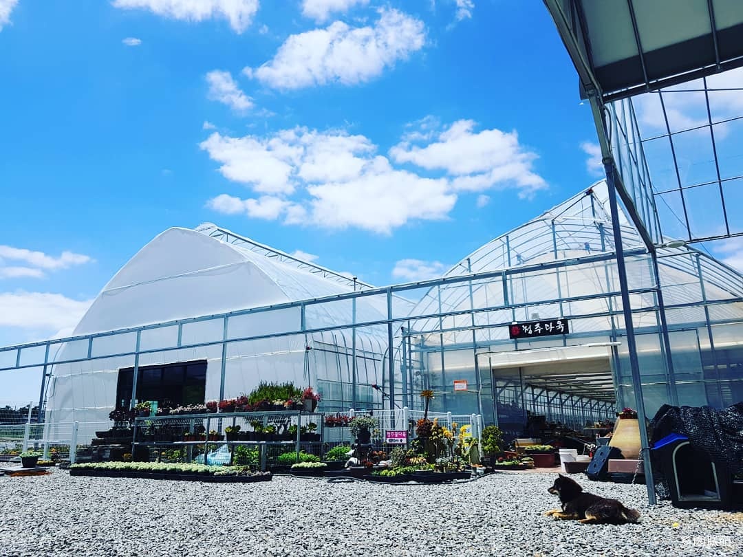 韩国大棚多肉,肉叔带你走遍韩国多肉大棚