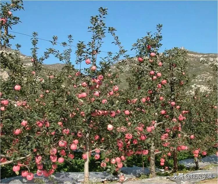 苹果树修剪技术视频全集播放,又细又长的苹果树修剪方法