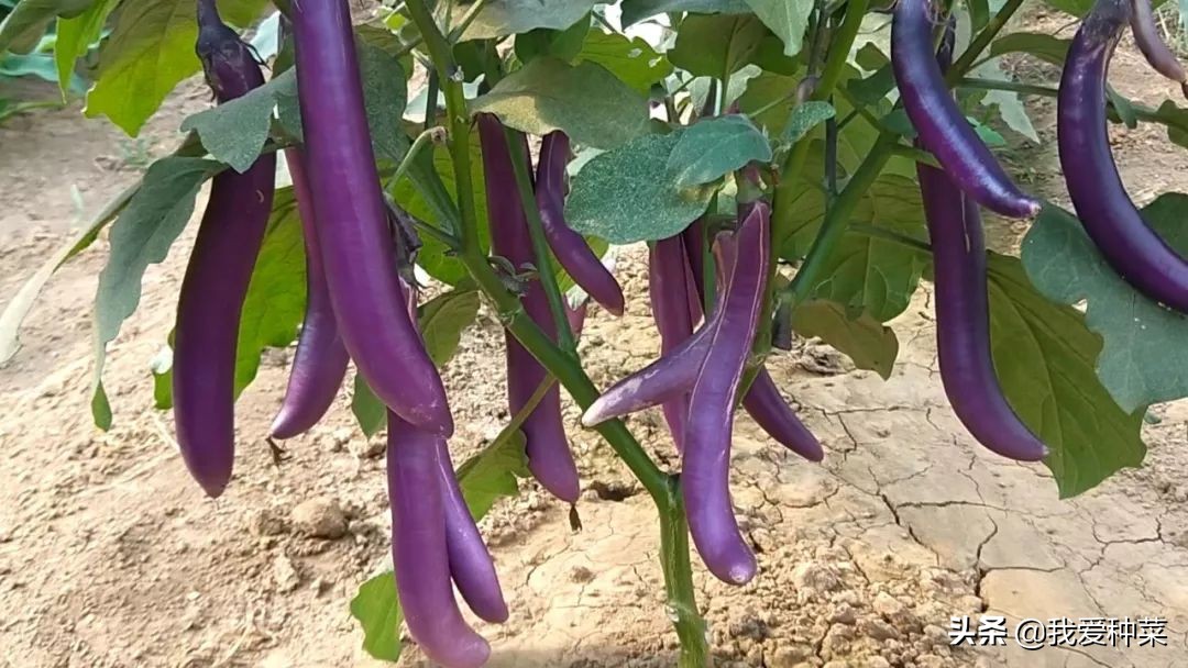 茄子怎么催芽最快最好,茄子苗育苗怎样操作出苗比较快