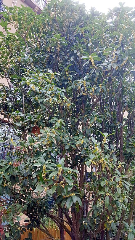 思念果岭悦洋房,思念果岭鹳雀楼