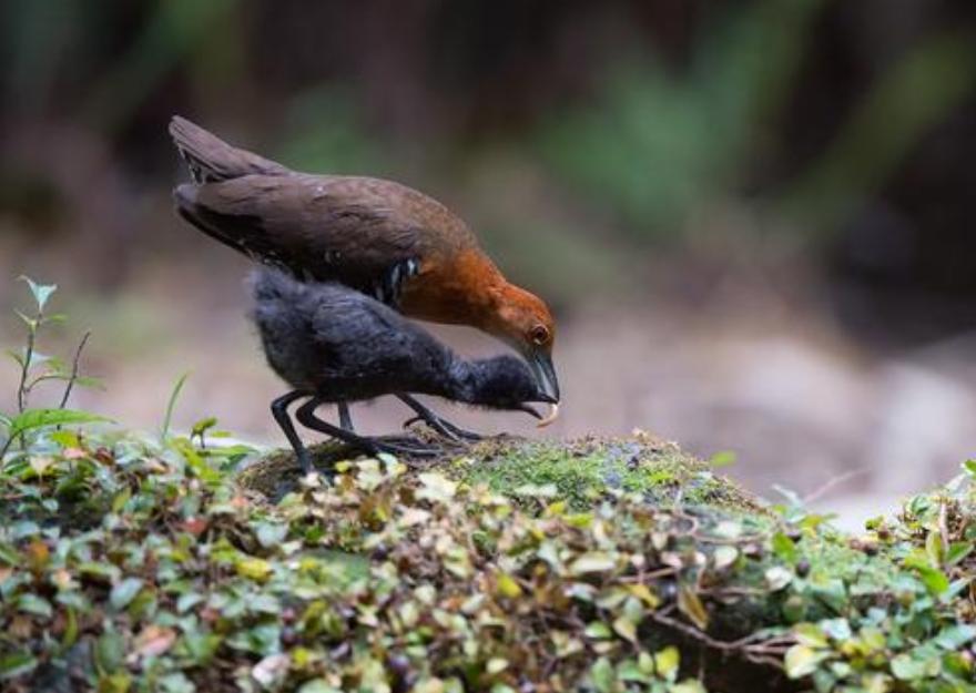进化论错了,进化论图片被删了