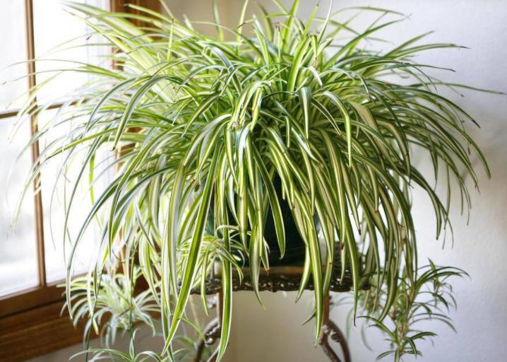 养吊兰的妙招用什么肥料,养吊兰的方法和技巧