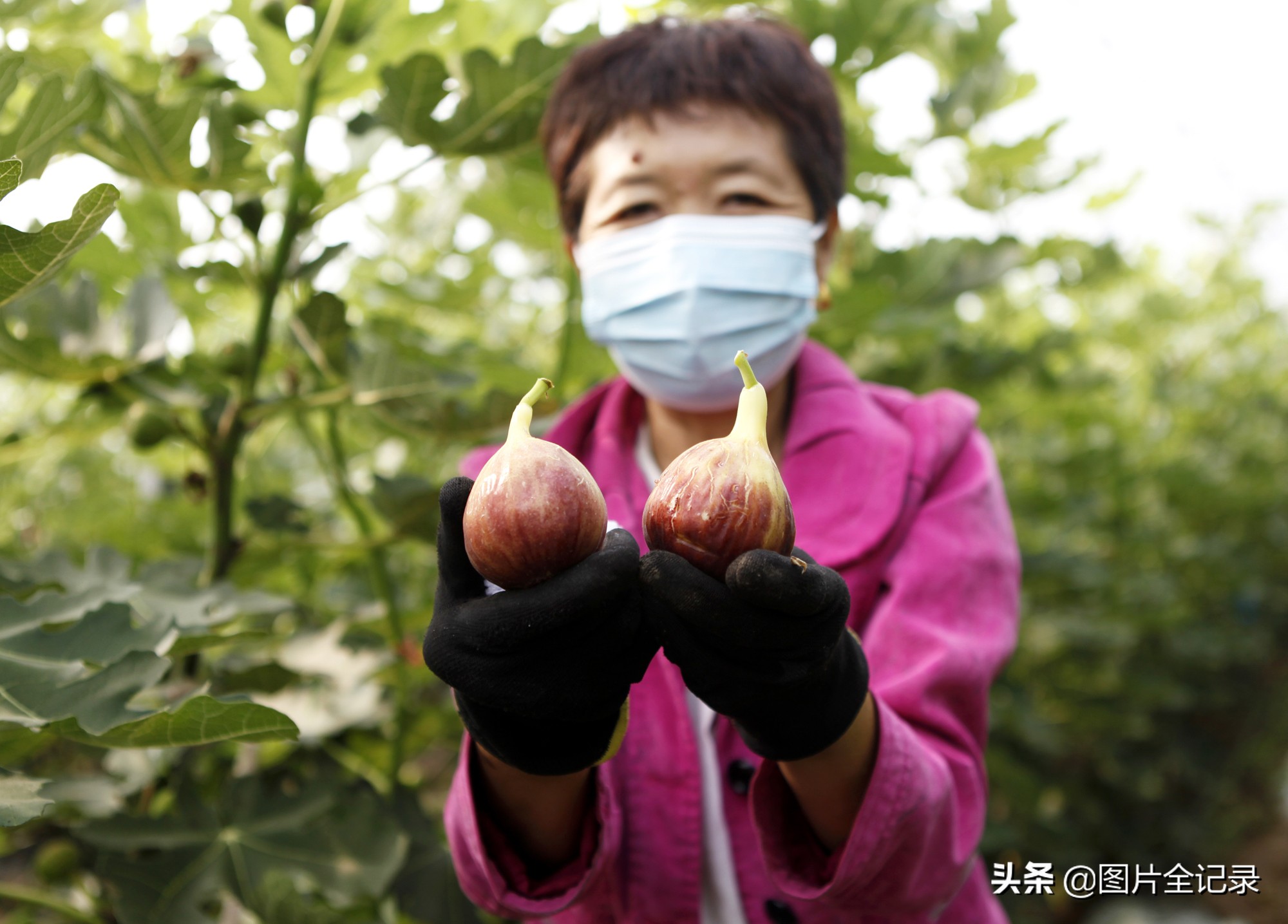 山西无花果采摘园,威县无花果采摘园