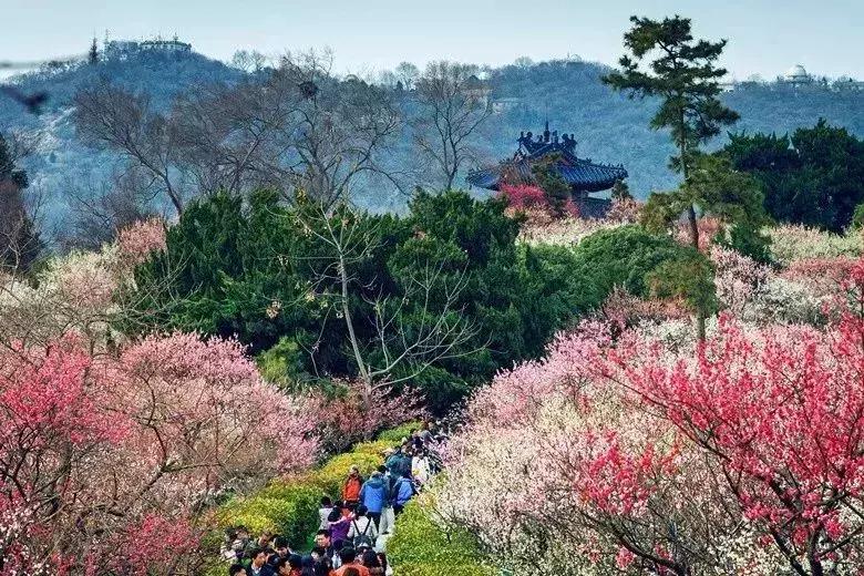 闻香寻梅最新图片,闻香寻梅最新视频